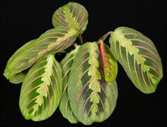 مارانتا فاسینتاتور